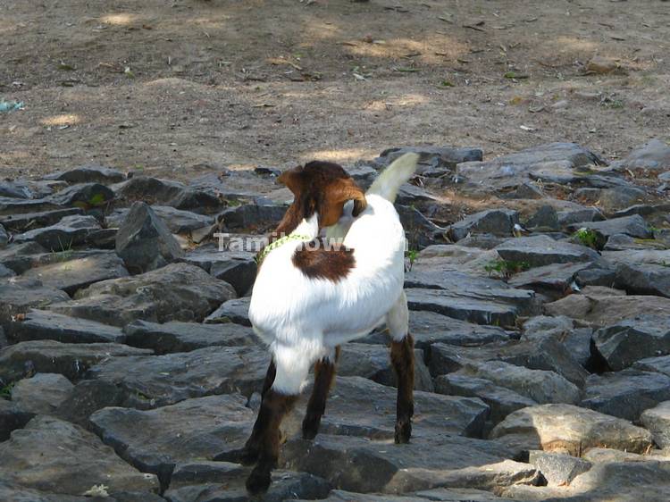 A Goat Lamb grazing near the Vedantangal Sanctuary