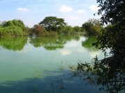 Green coloured water in lake