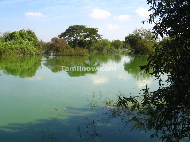 Green Coloured water in the lake