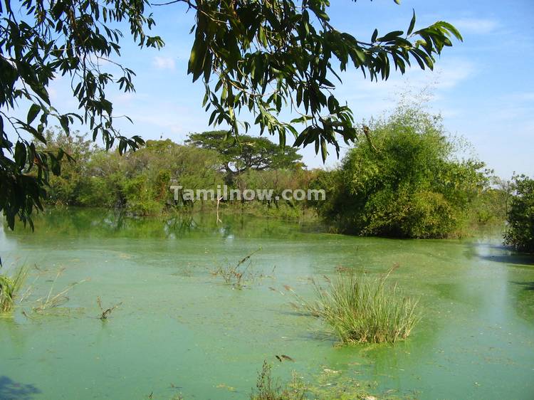 Green Lake at Vedantangal Bird Sanctuary