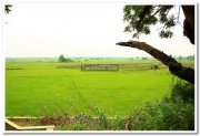 Green paddy fields