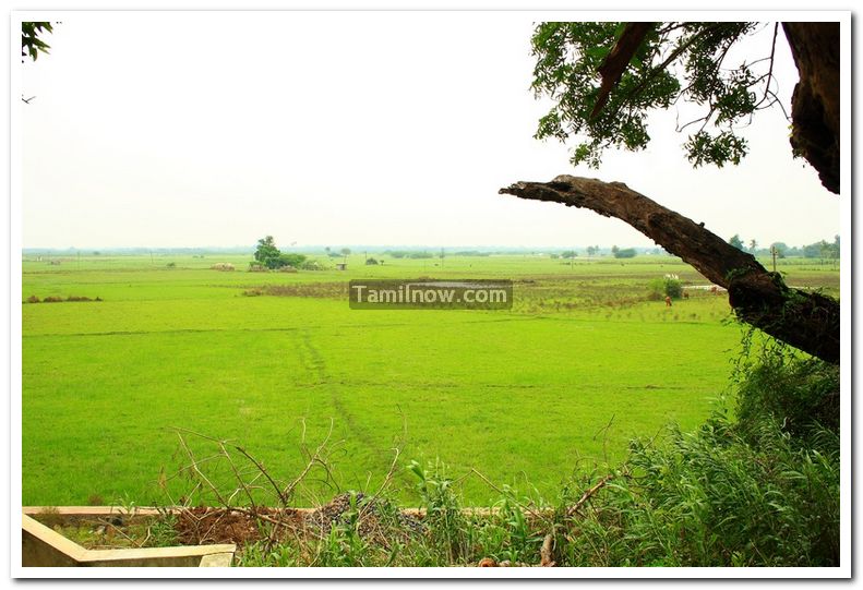 Green paddy fields