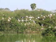 Groups of birds