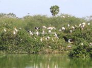 Groups of birds