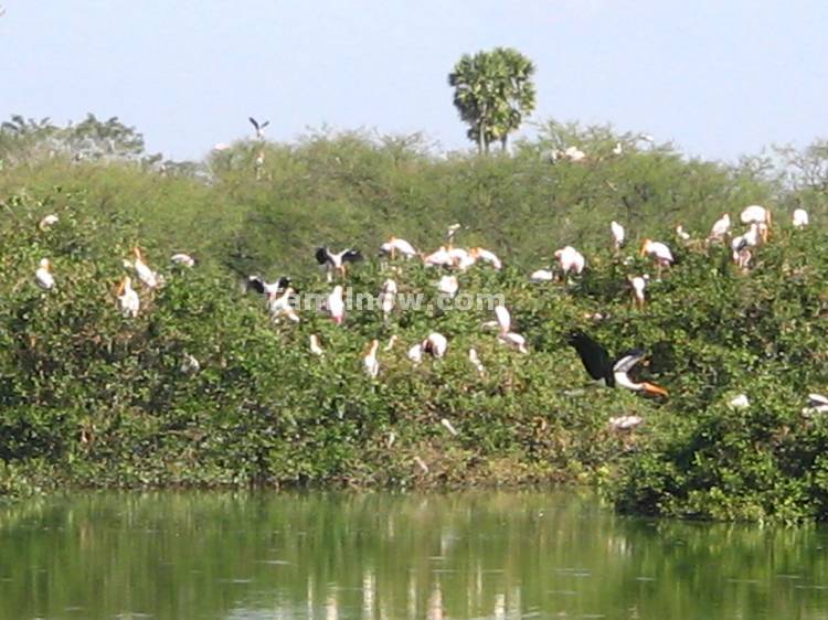 Groups of Birds at Vedanthangal