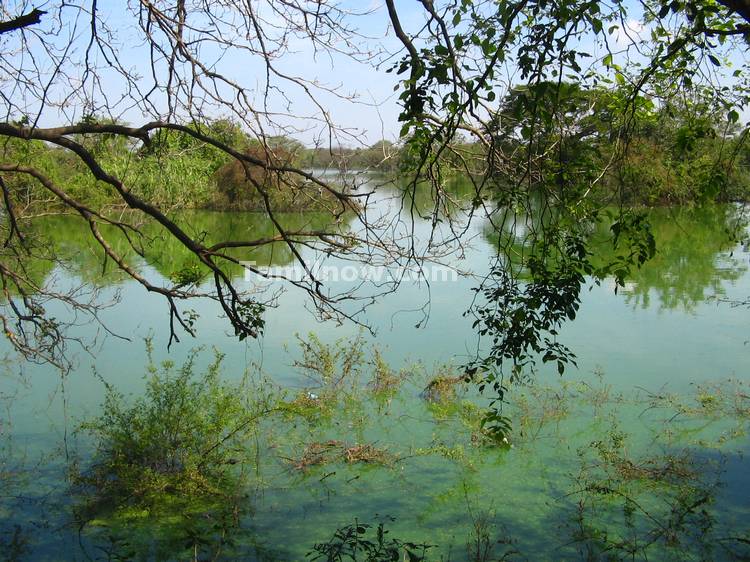 Lake at Vedantangal