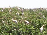 Migratory birds at sanctury