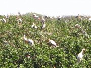 Migratory birds at sanctury