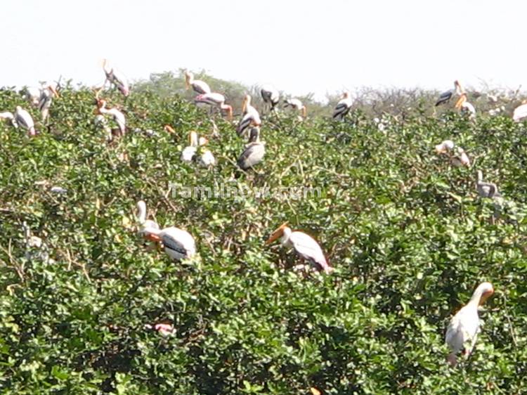 Migratory Birds at the Sanctuary