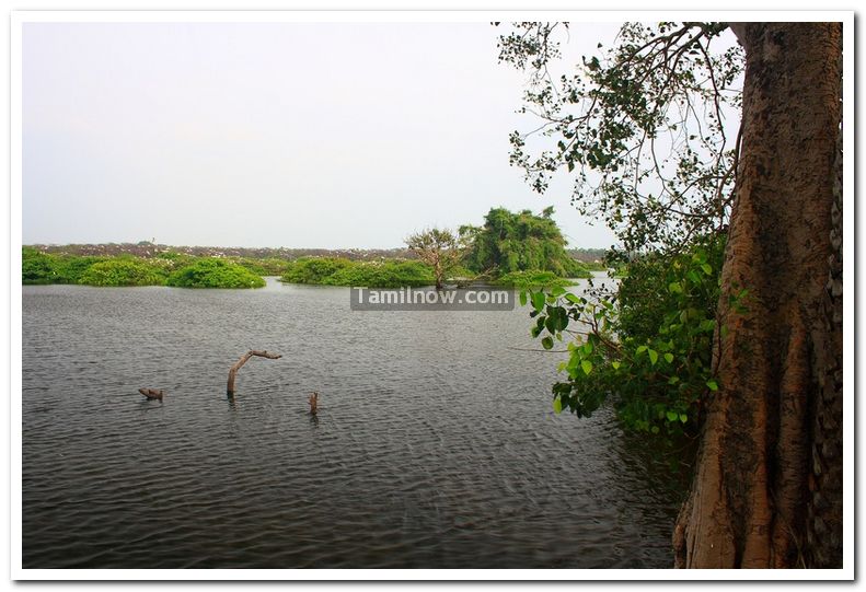 Migratory birds vedanthangal