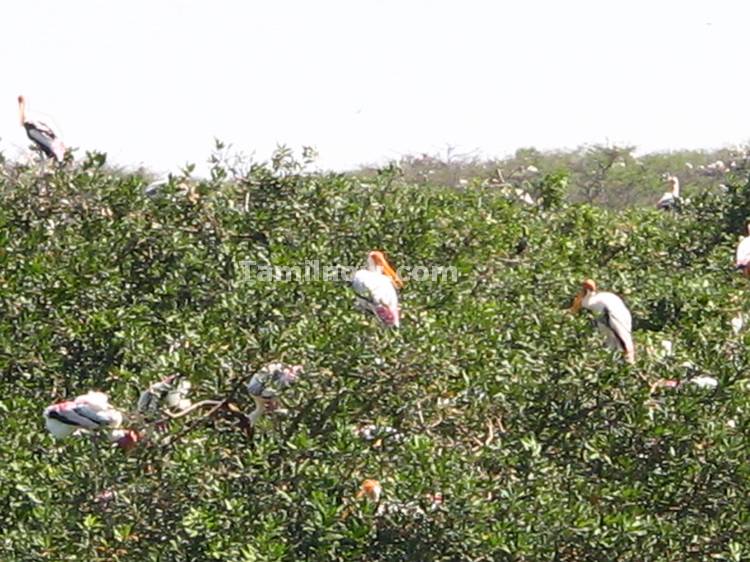 Migratory Birds at Vedantangal Bird Sanctuary