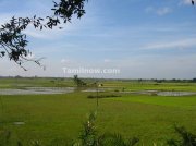 Paddy fields