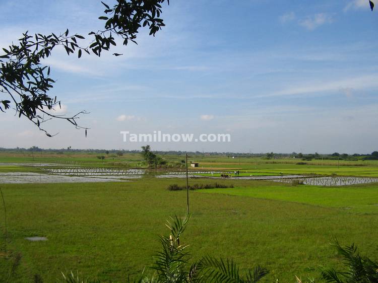 Paddy Fields  near the Vedantangal Bird Sanctuary