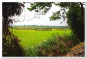 Rice fields near sanctuary