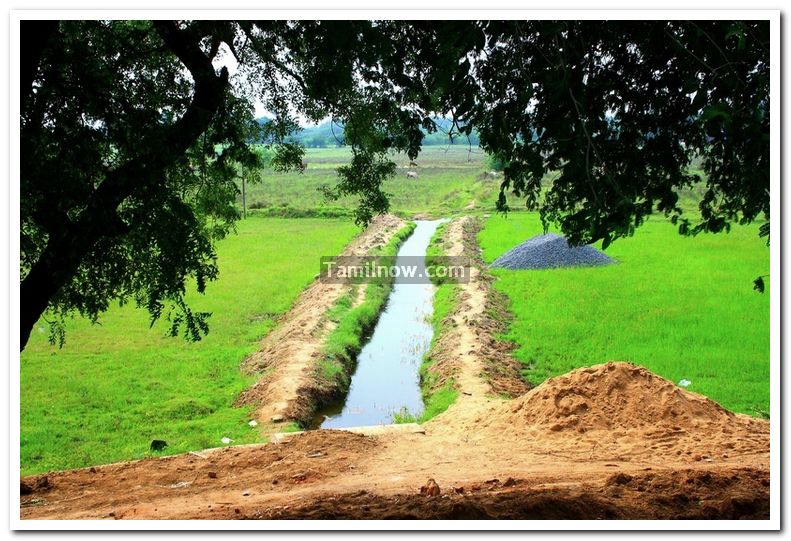 Rice fields