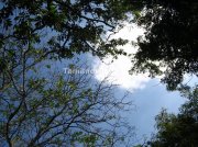 Sky through trees