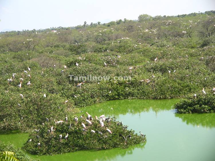 Migratory birds on bushes