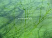 Tree shadows in green water