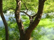 Tree sliding towards lake