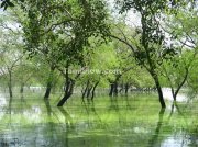Trees in water at vedanthangal