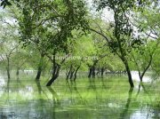 Trees in water at vedanthangal