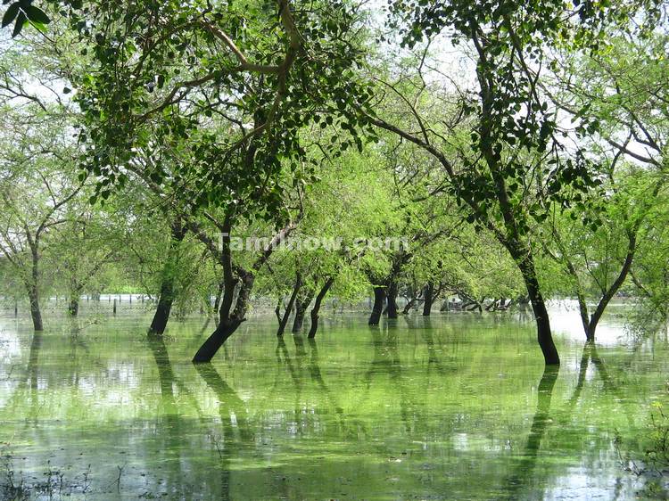 Trees in water at Vedantagal Lake