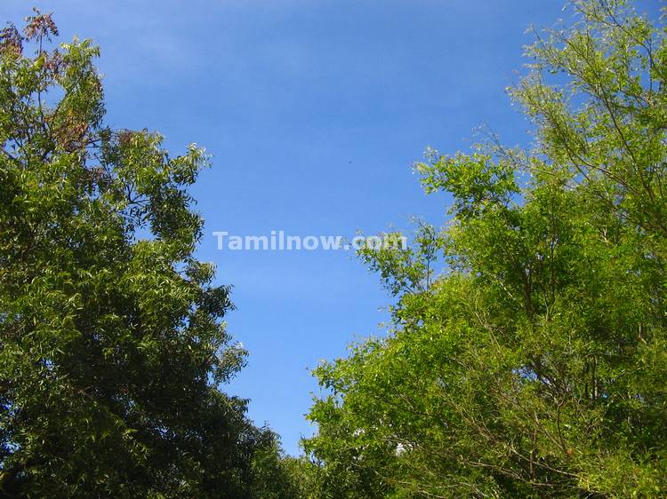 Trees on both sides of the Sanctuary