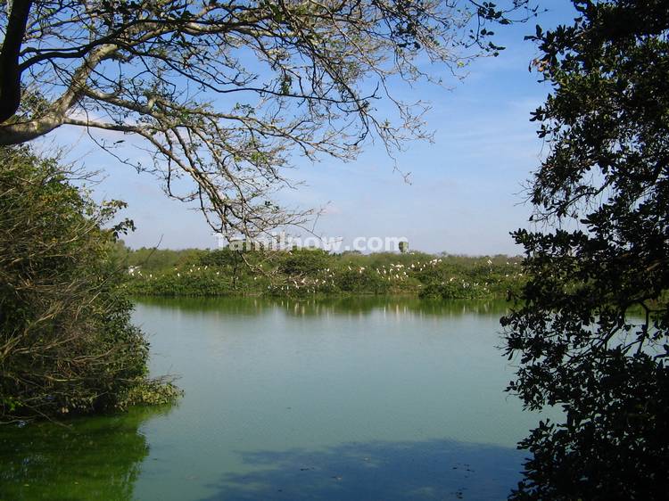 Vedantangal Bird Sanctuary View