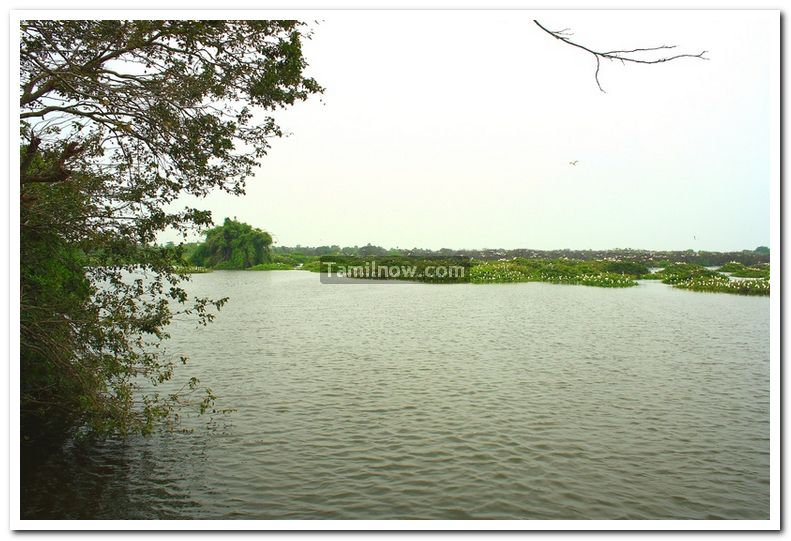 Vedanthangal sanctuary birds