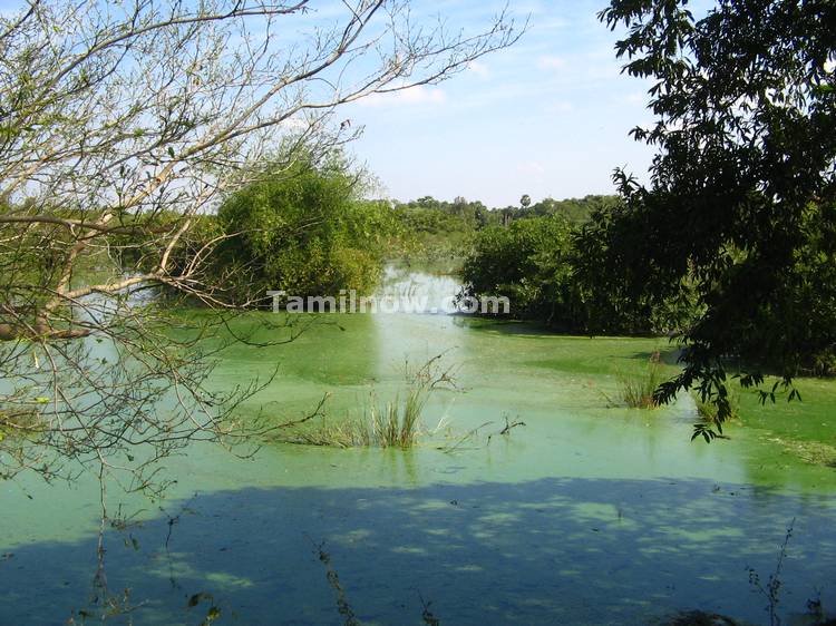 Vedanthangal Sanctuary