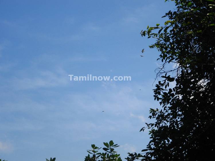 Clear blue sky over the Vedantangal Bird Sanctury