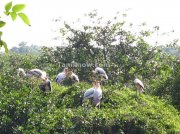 White ibis in life