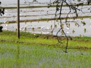 White storks in paddy field