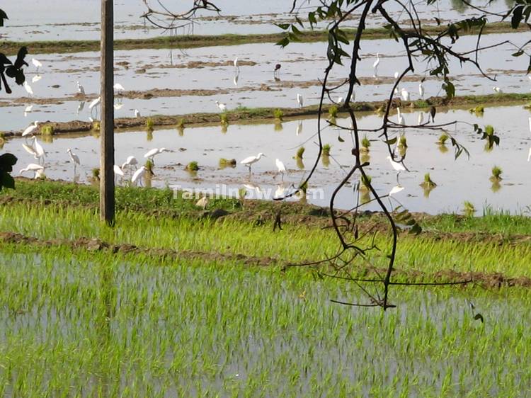 White Storks in Paddy Fields