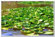 Flower plants in lake