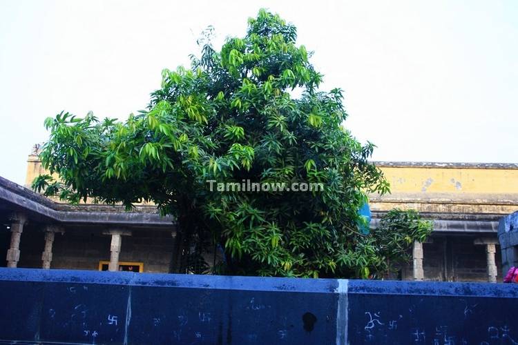 Ekambaranatha temple sthala virutcham