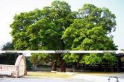 Tree inside temple