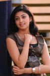 Actress Pranitha 2195