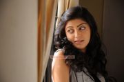 Tamil Actress Pranitha 488