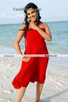 Tamil Actress Sandhya Photo12