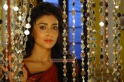 Actress Shriya Saran Stills 3739