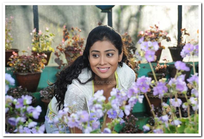 Shriya Photo 17