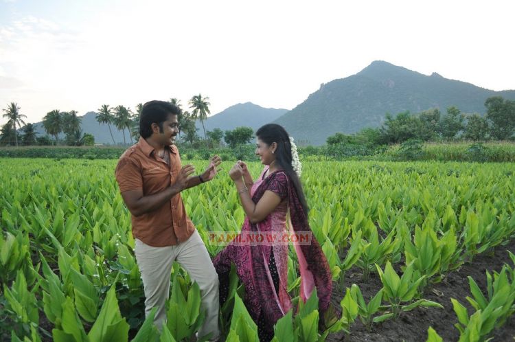Kurumbukara Pasanga 3801